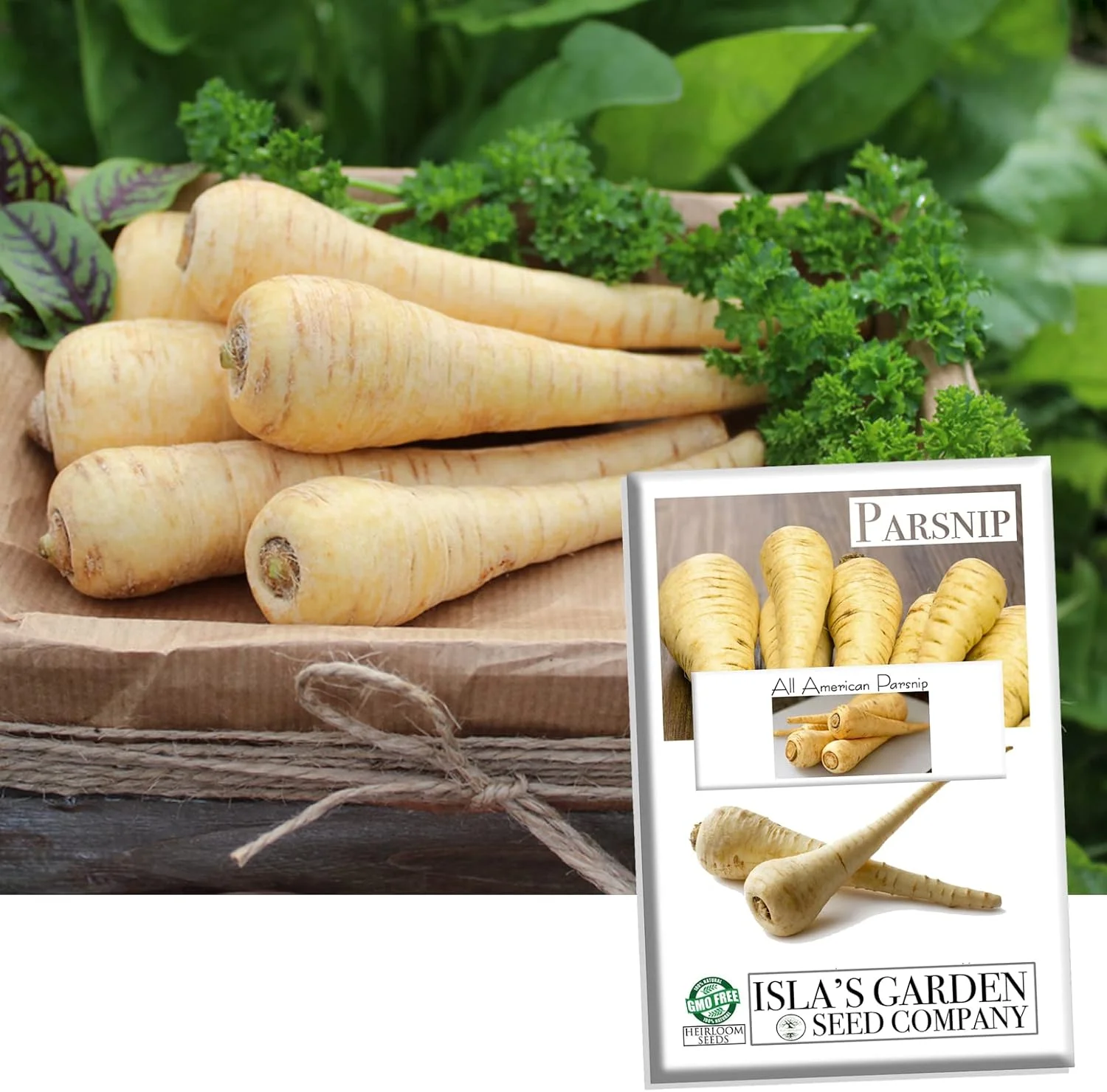All American Parsnip Seeds, 300 Heirloom Seeds Per Packet, Non GMO Seeds