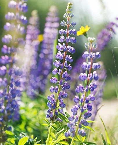 Lupin Wildflower 150 Seeds (Lupinus perennis) Heirloom - Non GMO - Open Pollinated