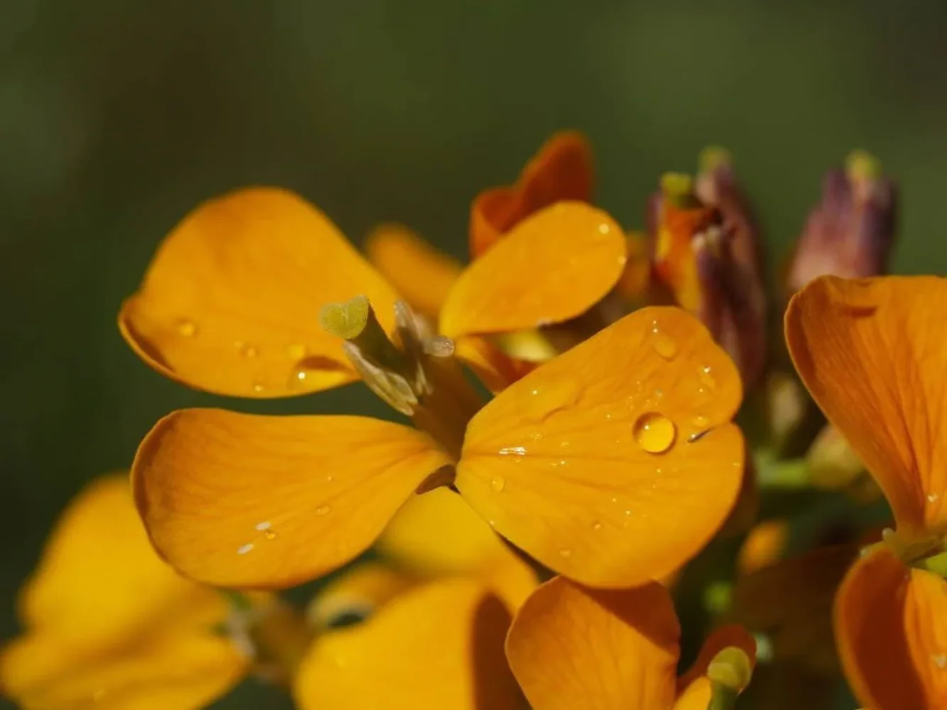 300 ENGLISH Aegean WALLFLOWER Cheiranthus Cheiri Seeds