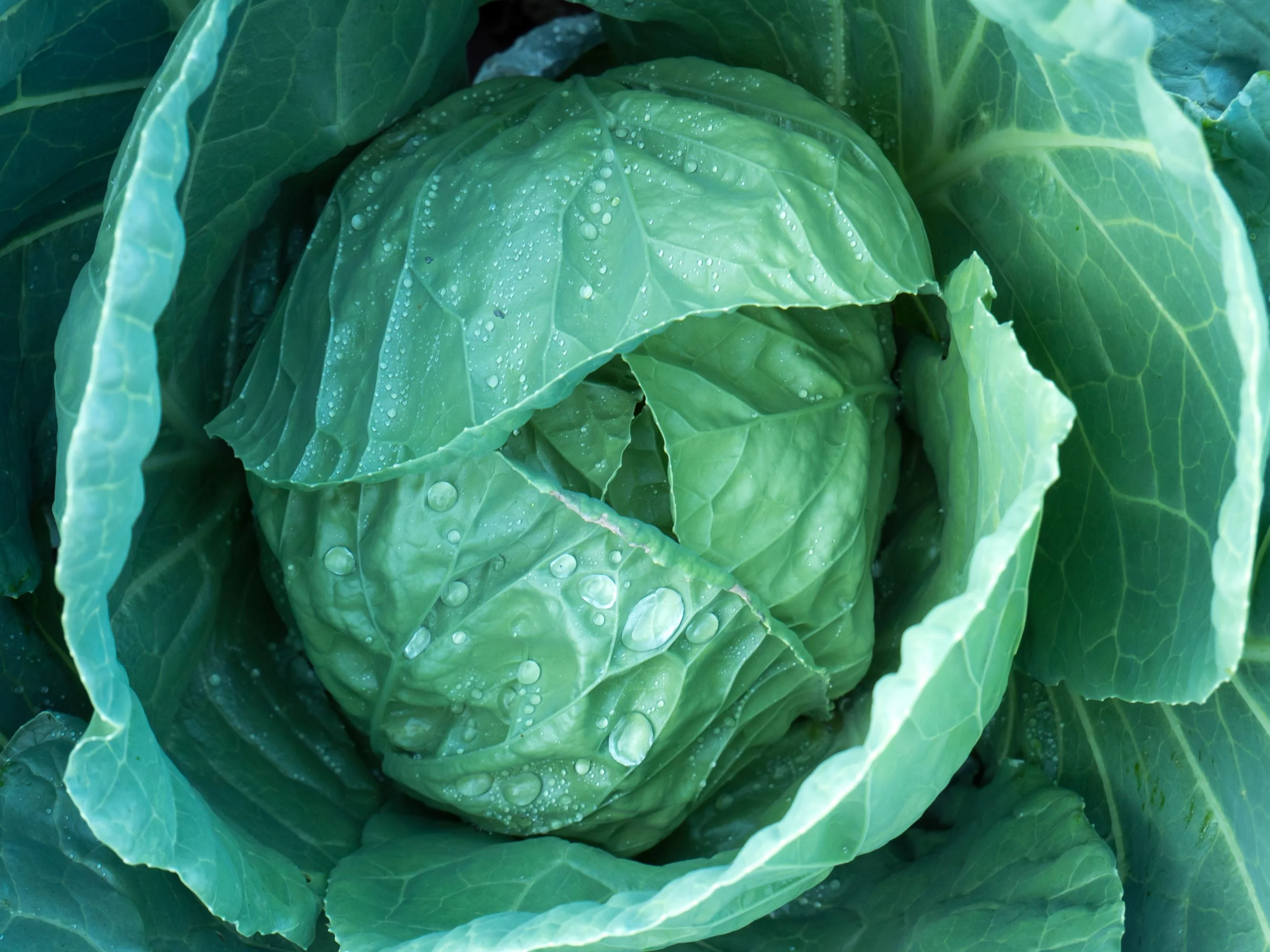 Golden Acre Cabbage Seeds/ Annual/ Full Sun/315 Seeds 1 Gram/ Zellajake Farm and Garden - B161