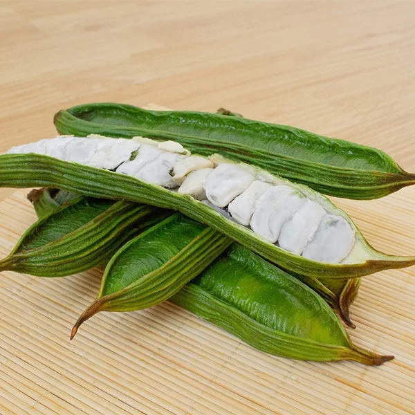 Brighter Blooms - Ice Cream Bean Tree, 4-5 ft. - No Shipping To AZ