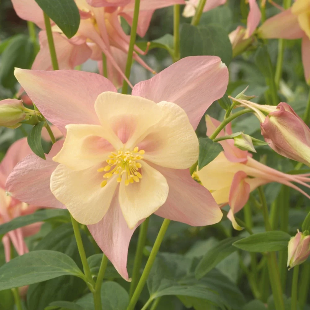 Aquilegia Pink Yellow Columbine Perennial Cut Flower Seeds - 30 Seeds