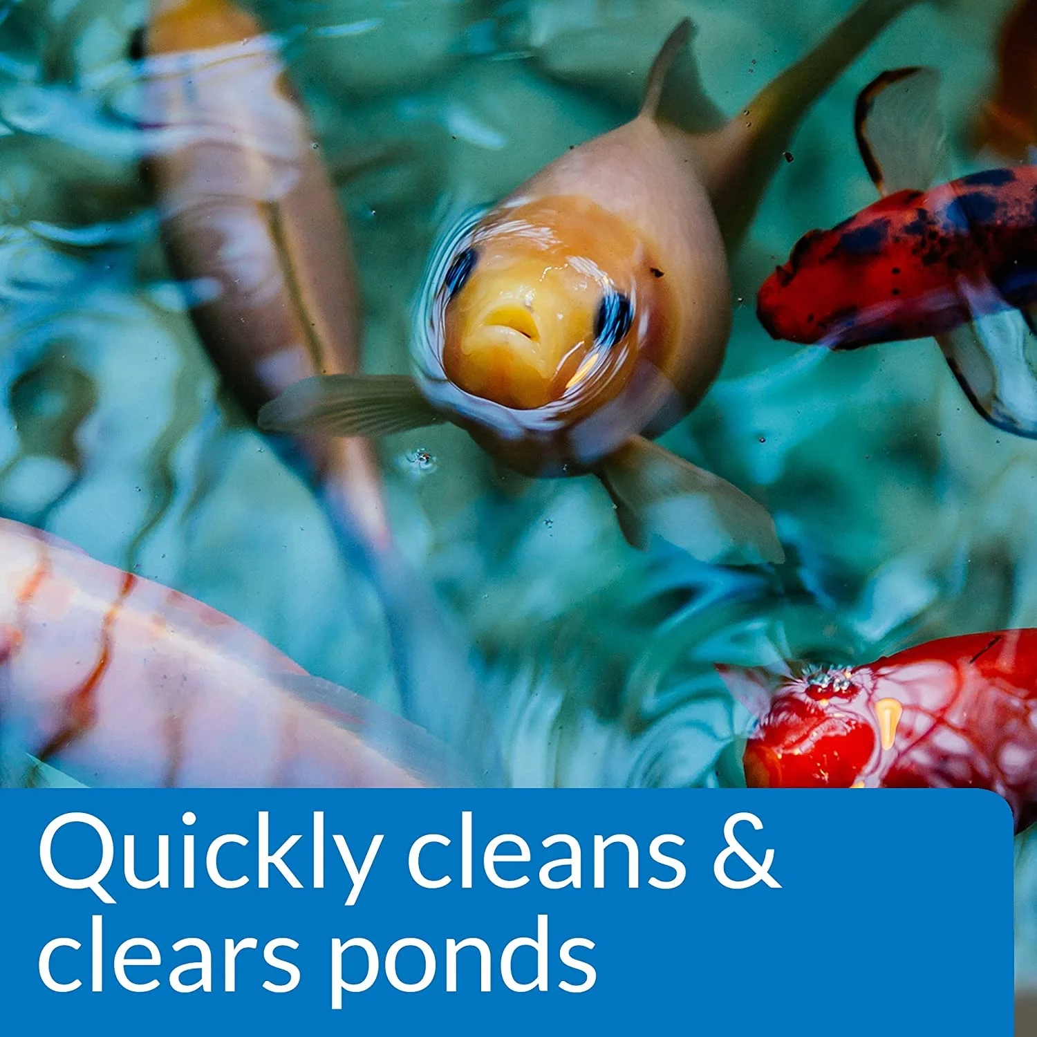 API Pond Simply-Clear with Barley Quickly Cleans and Clears Ponds [Pond Water Clarifiers, Pond Supplies] 128 oz (2 x 64 oz)