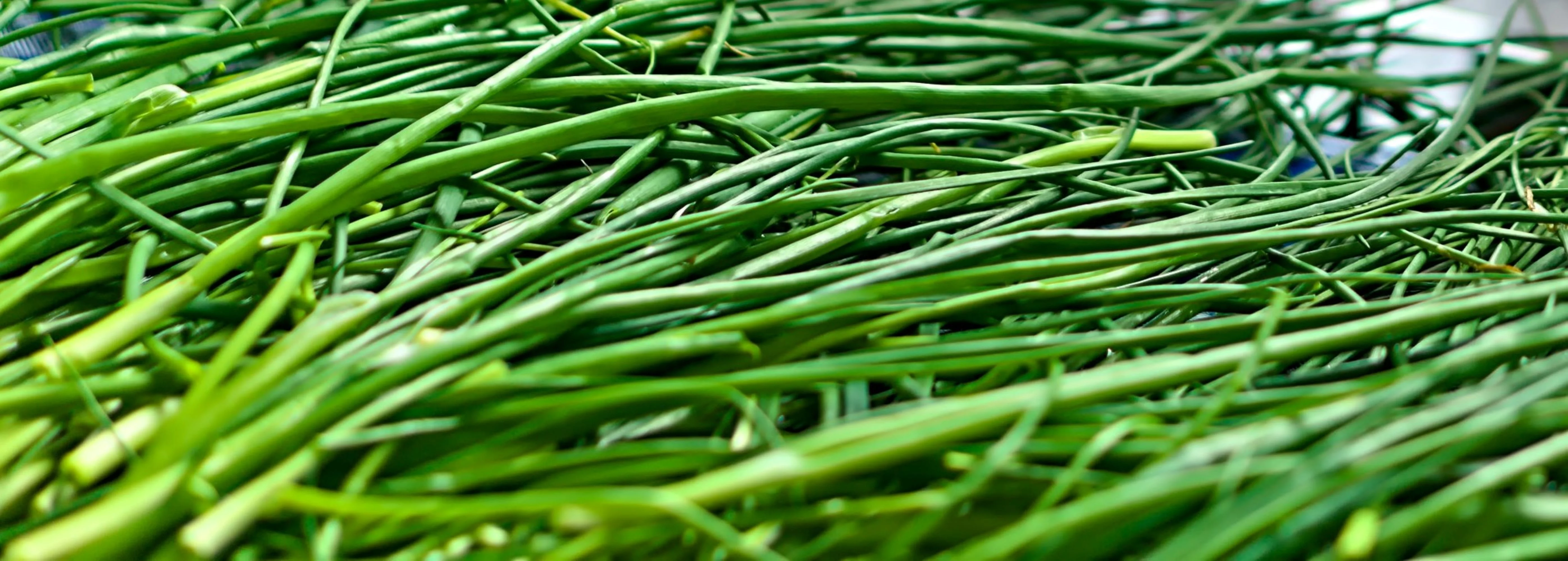 Chives Herb Seeds/ Perennial/ Full Sun/96K Seeds 1/4 LB/ Zellajake Farm and Garden - B201