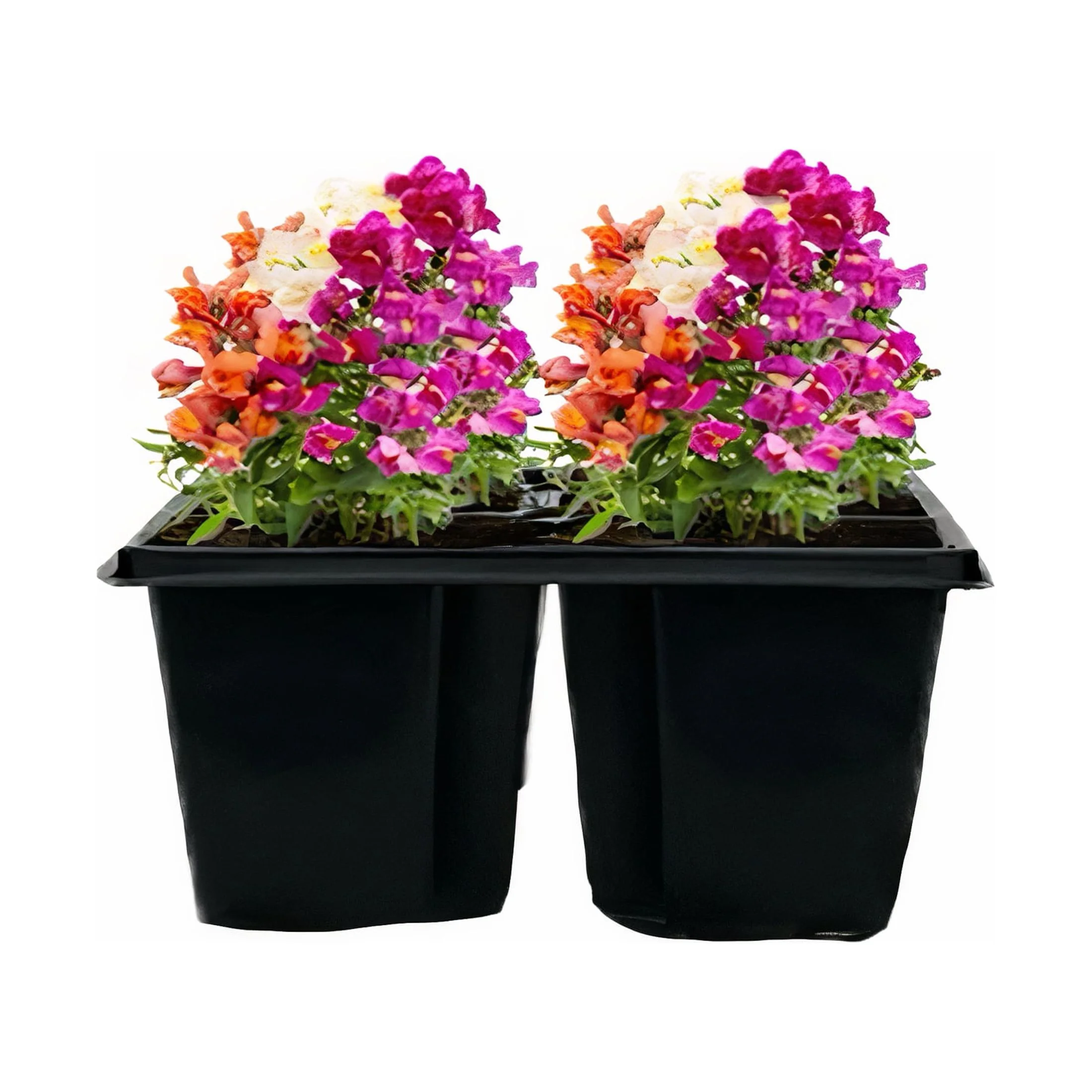 Expert Gardener Live Plant 6PK Snapdragon Grower Pot Full Sun or Partial Shade