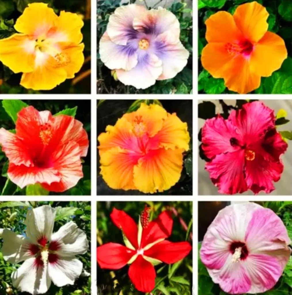 200 Mixed Hibiscus Seeds Pink Purple Rose of Sharon Ornamental Shrub