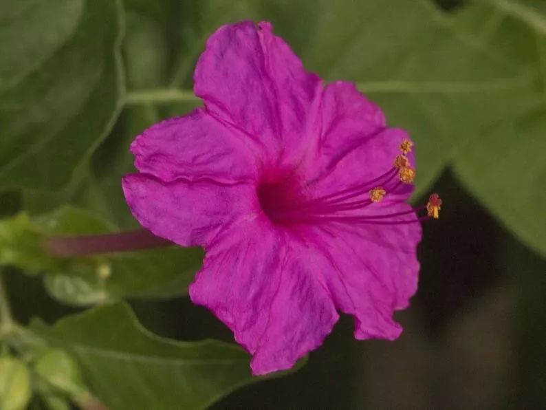 Mirabilis jalapa Pink | 20_Seeds