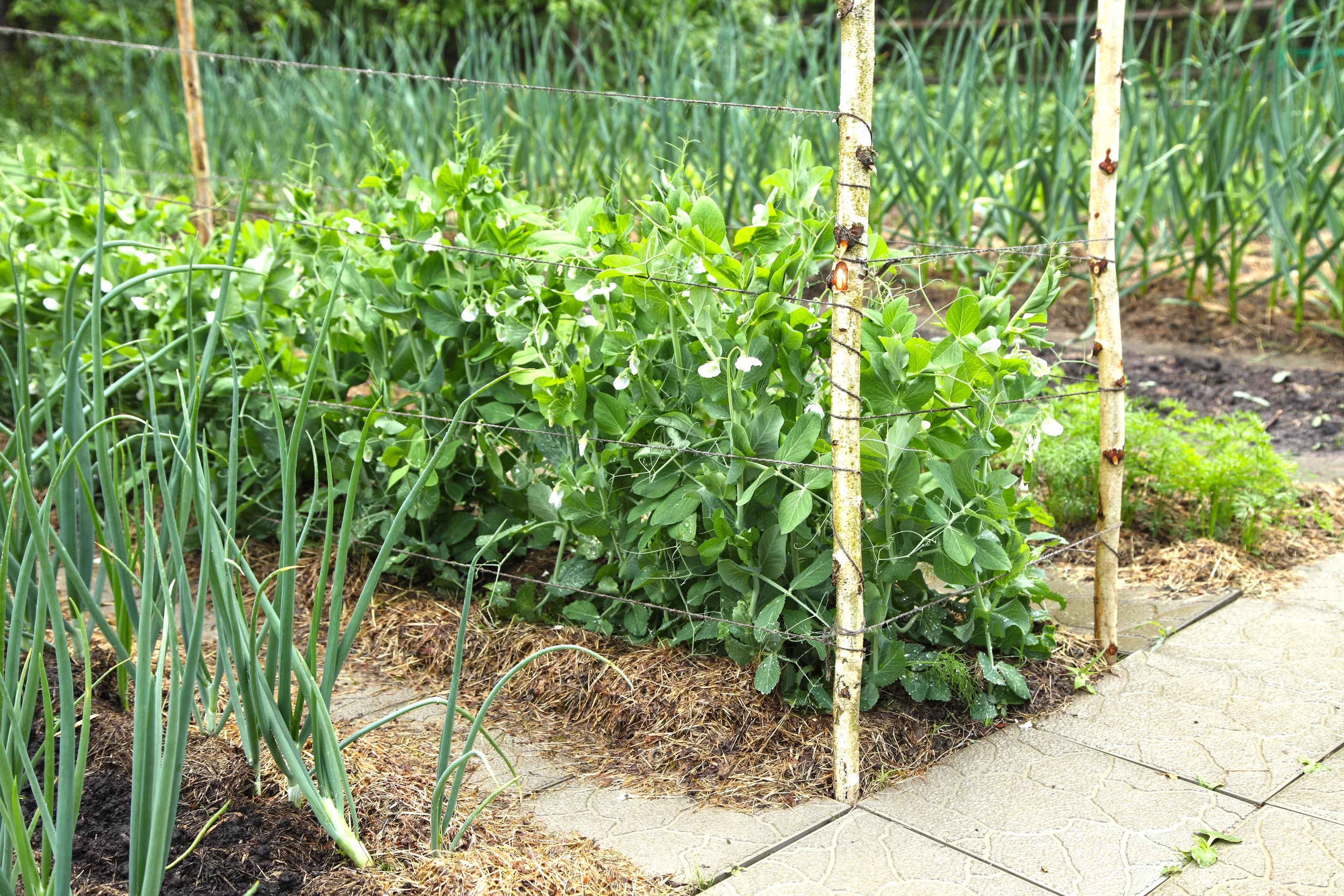 Earthcare Seeds - Pea Alaska Early Spring Bush 100 Seeds (Pisum Sativum) Heirloom - Open Pollinated