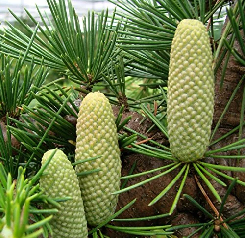 Cold Hardy Cedar of Lebanon - Cedrus libani 'Eugene' - 1 - Year Live Plant