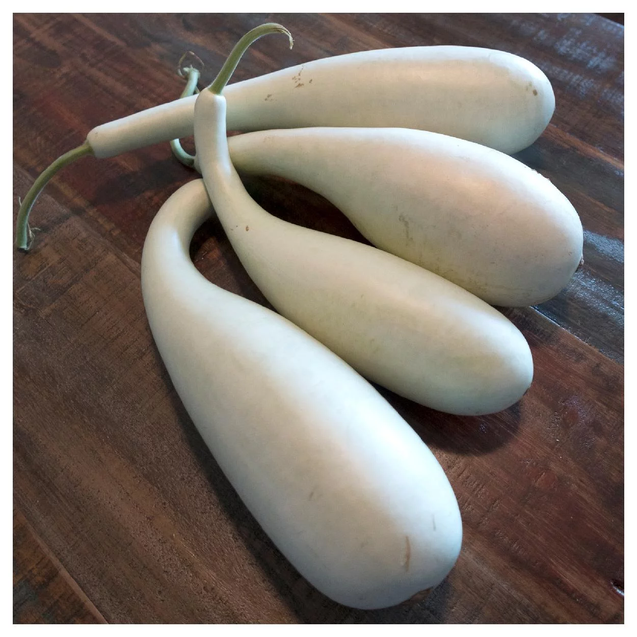 Everwilde Farms - 15 Calabash Gourd Seeds - Gold Vault Jumbo Bulk Seed Packet