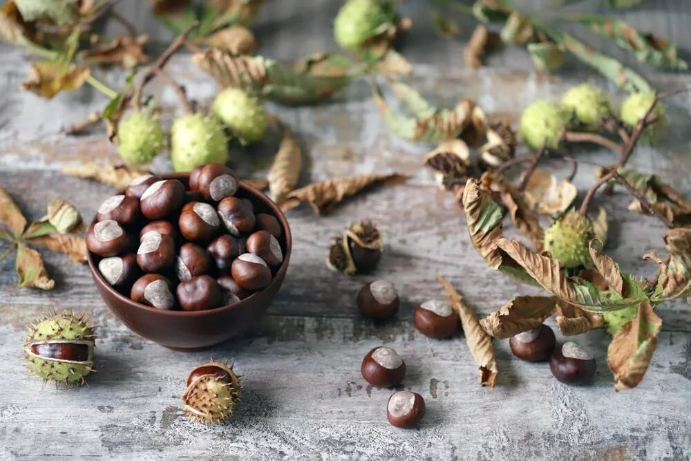 2 Buckeye Tree Seeds for Planting State Tree of Ohio Aesculus glabra