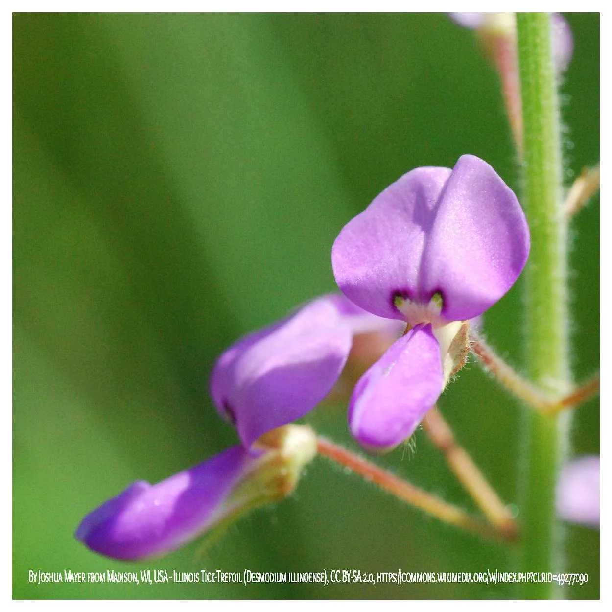Everwilde Farms - 100 Illinois Tick Trefoil Native Wildflower Seeds - Gold Vault Jumbo Bulk Seed Packet