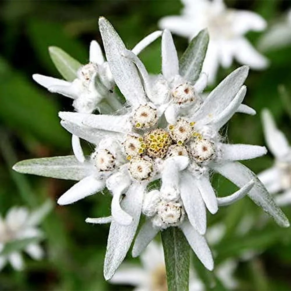 QAUZUY GARDEN 50 Seeds White Edelweiss Seeds Perennial Leontopodium Alpinum Flower Seeds- Very Hardy Beautiful Ground Lawn Cover Flower for Home Garden