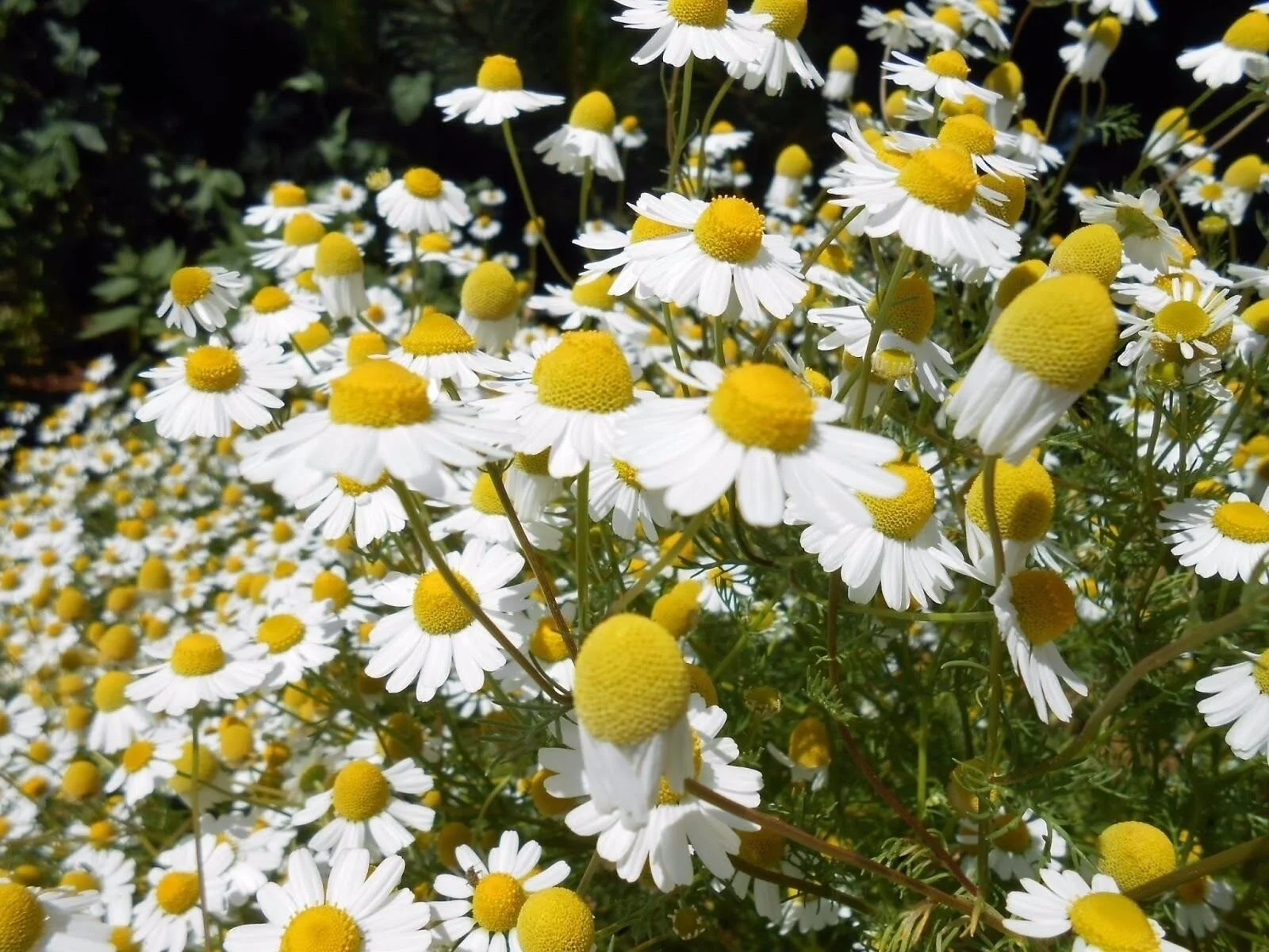 German Chamomile Seeds, NON-GMO, Herbal Tea, Scented Mayweed, FREE SHIPPING, 400k Seeds or 2 OZ