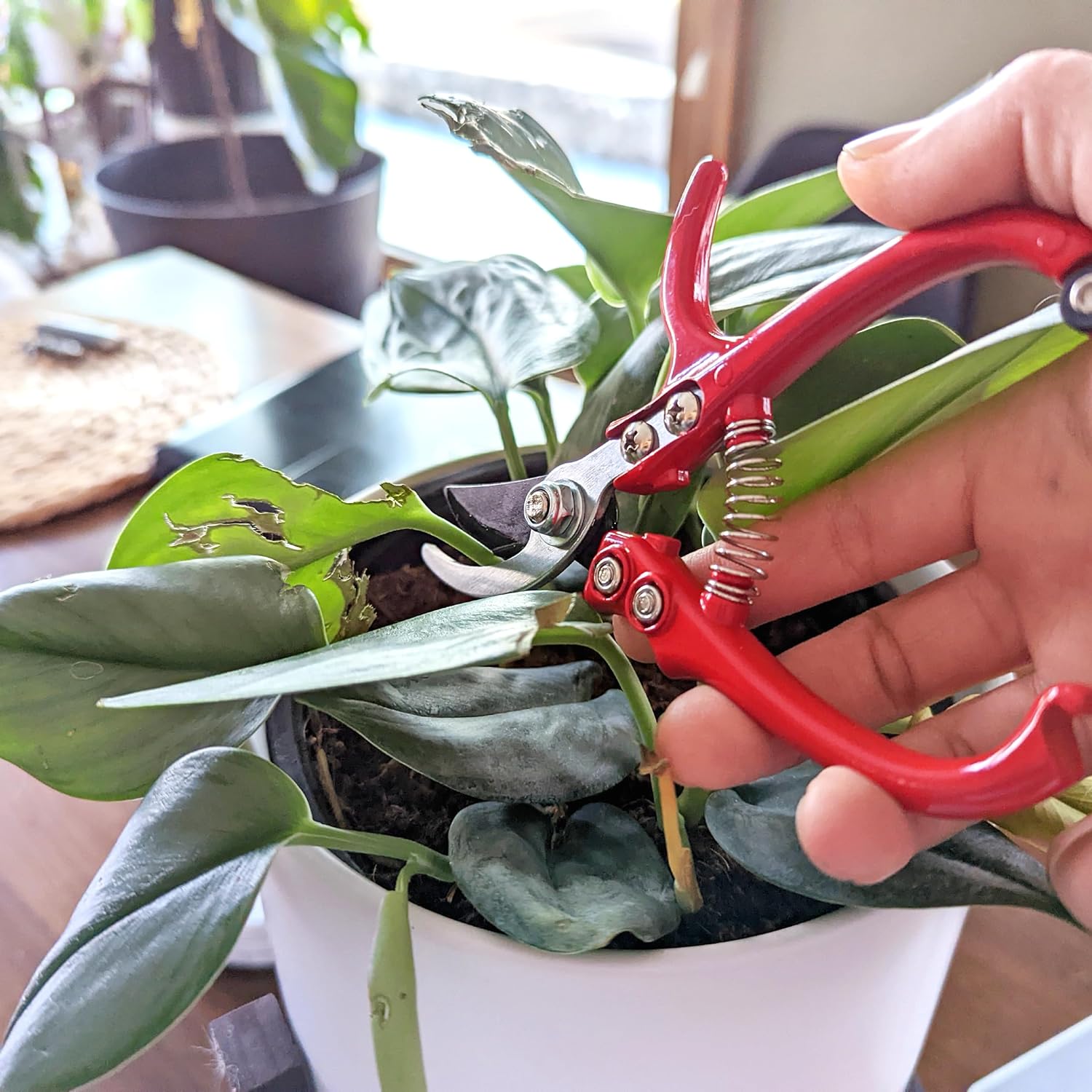 Garden Pruning Shears - 2pc Straight and Curved Blade Gardening Hand Tools with Red Ergonomic Grip Handles