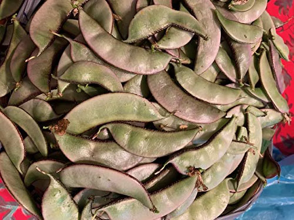 Asian Hyacinth Bean Sheem Papdi Purplish Green1 0 Seeds (Edible Beans)