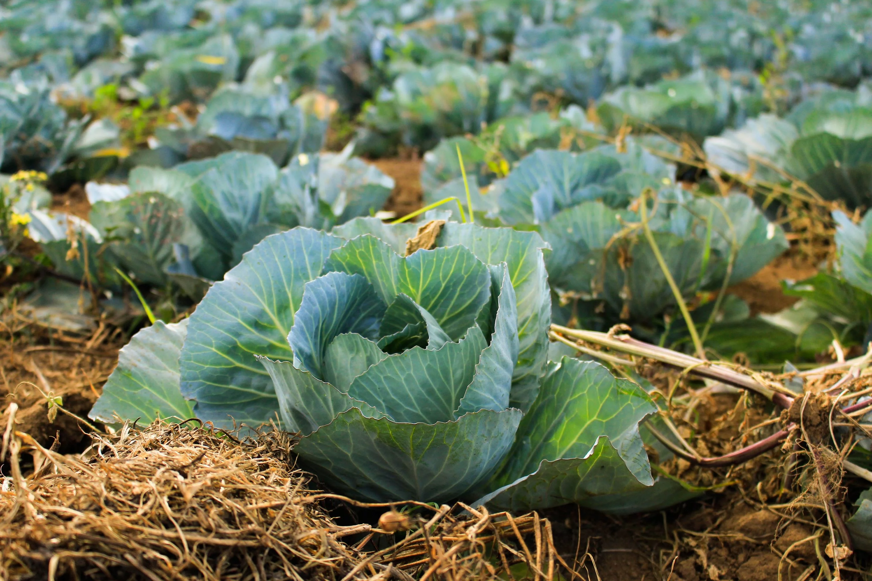 Golden Acre Cabbage Seeds/ Annual/ Full Sun/315 Seeds 1 Gram/ Zellajake Farm and Garden - B161