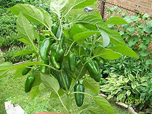 Clovers Garden Jalapeno Pepper Plant – Two (2) Live Plants – Non-GMO - Not Seeds – Each 4