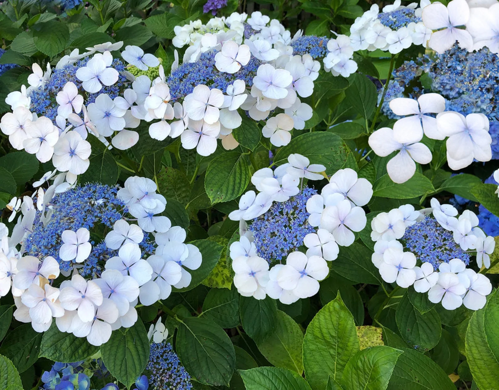 Hydrangea Bulbs, Fragrant, Hydrangea,Perennial Flowers, Hydrangea Bulbs To Plant,Hydrangea Bulbs For Sale