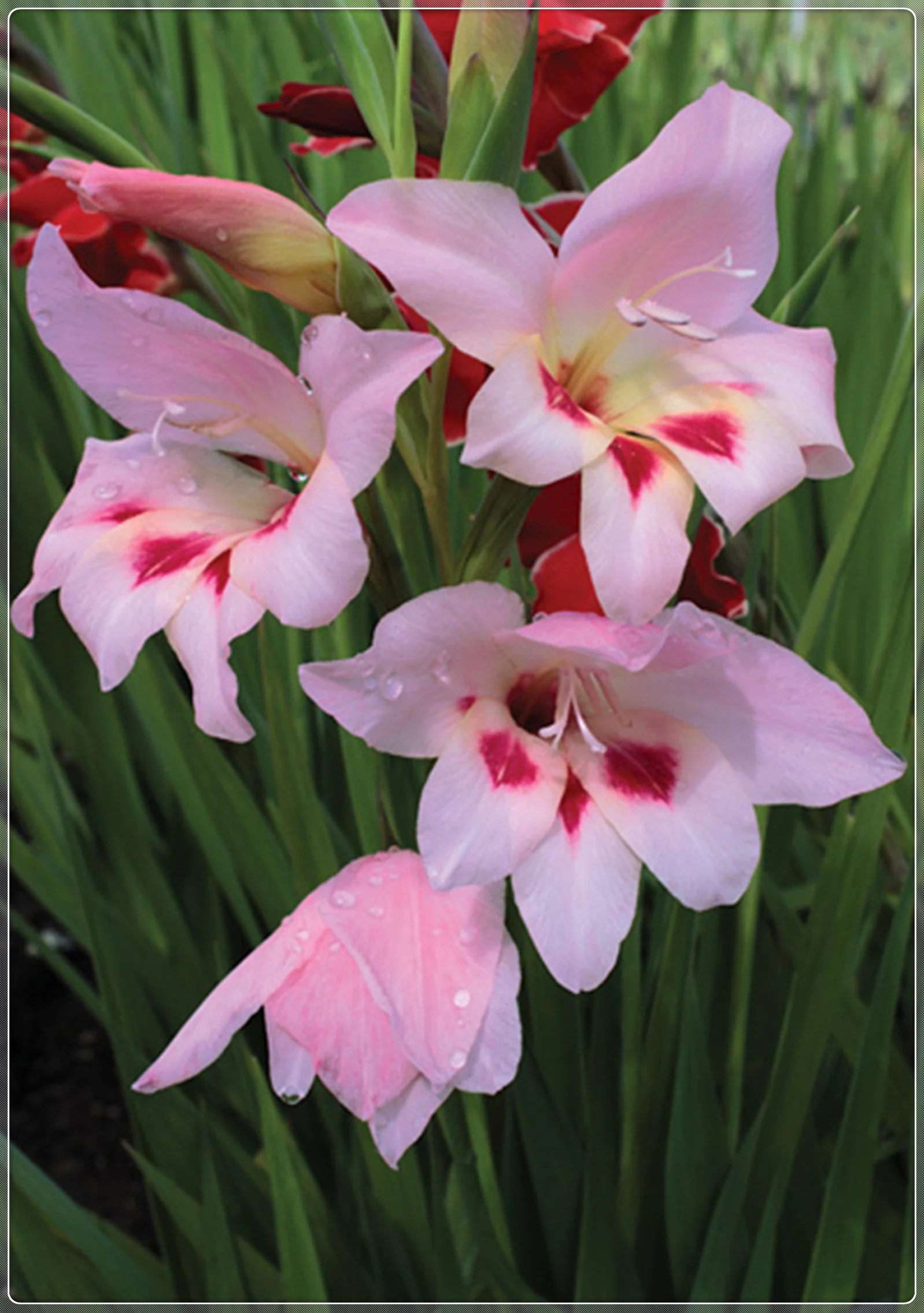 Gladiolus Bulbs, Rainbow Colors, Four-Season Planting, Gladiolus, Gardening Enthusiasts, Many Flowers,Gladiolus Plant，Gladiolus Bulbs For Sale