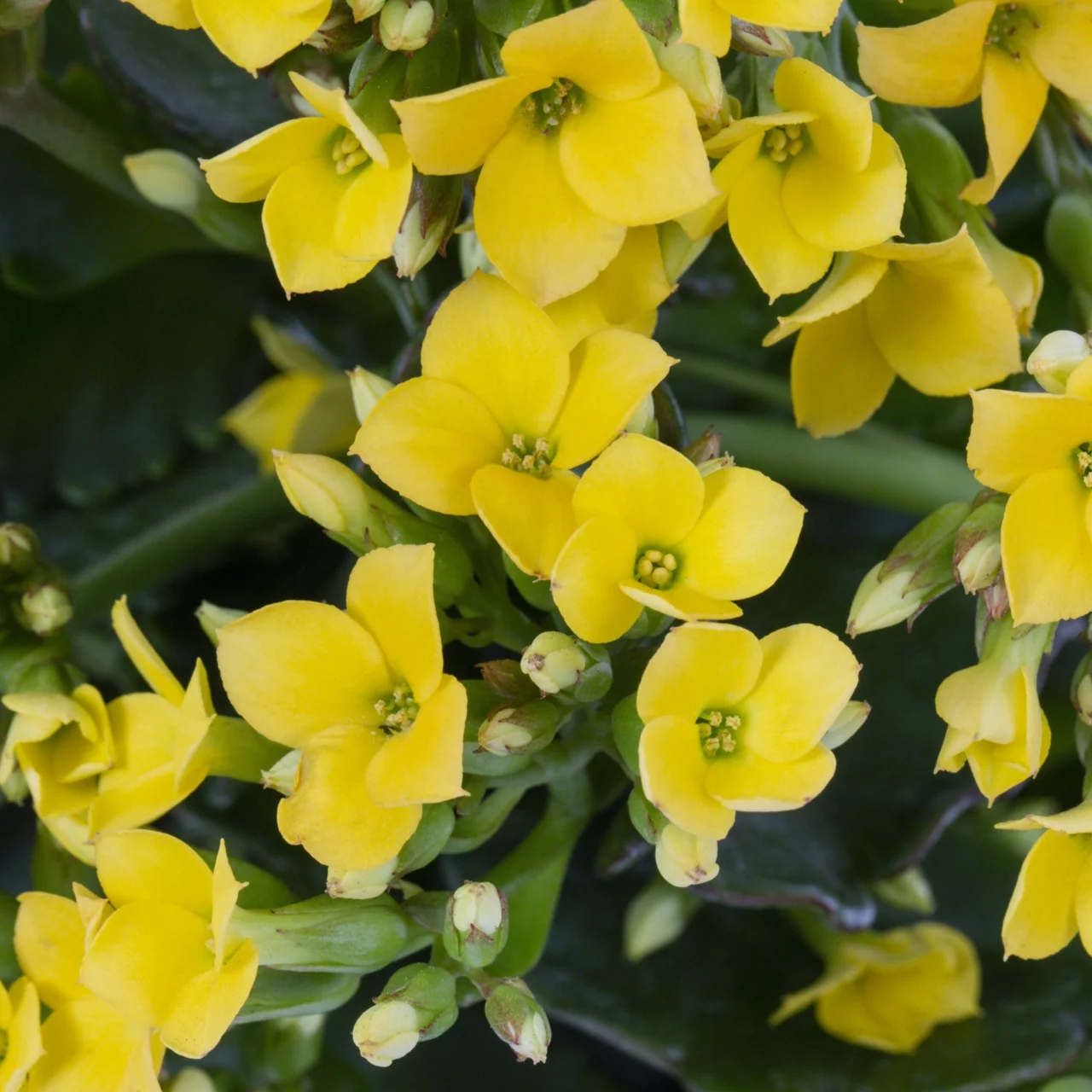 Better Homes & Gardens QT Yellow Kalanchoe Live Plant Grower Pot Sun