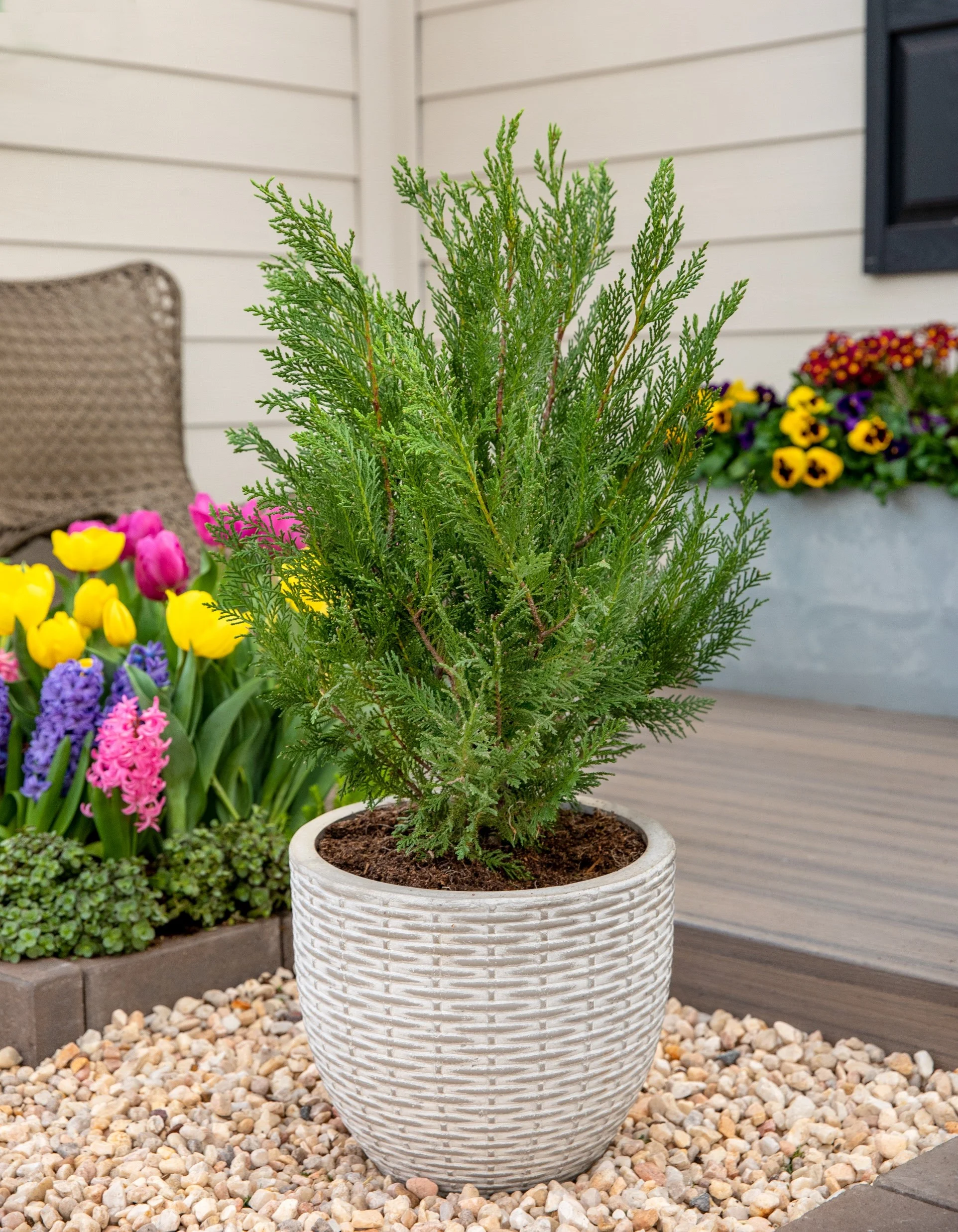 Expert Gardener 2.25 Gallon Green Leyland Cypress Evergreen Shrub Live Plants