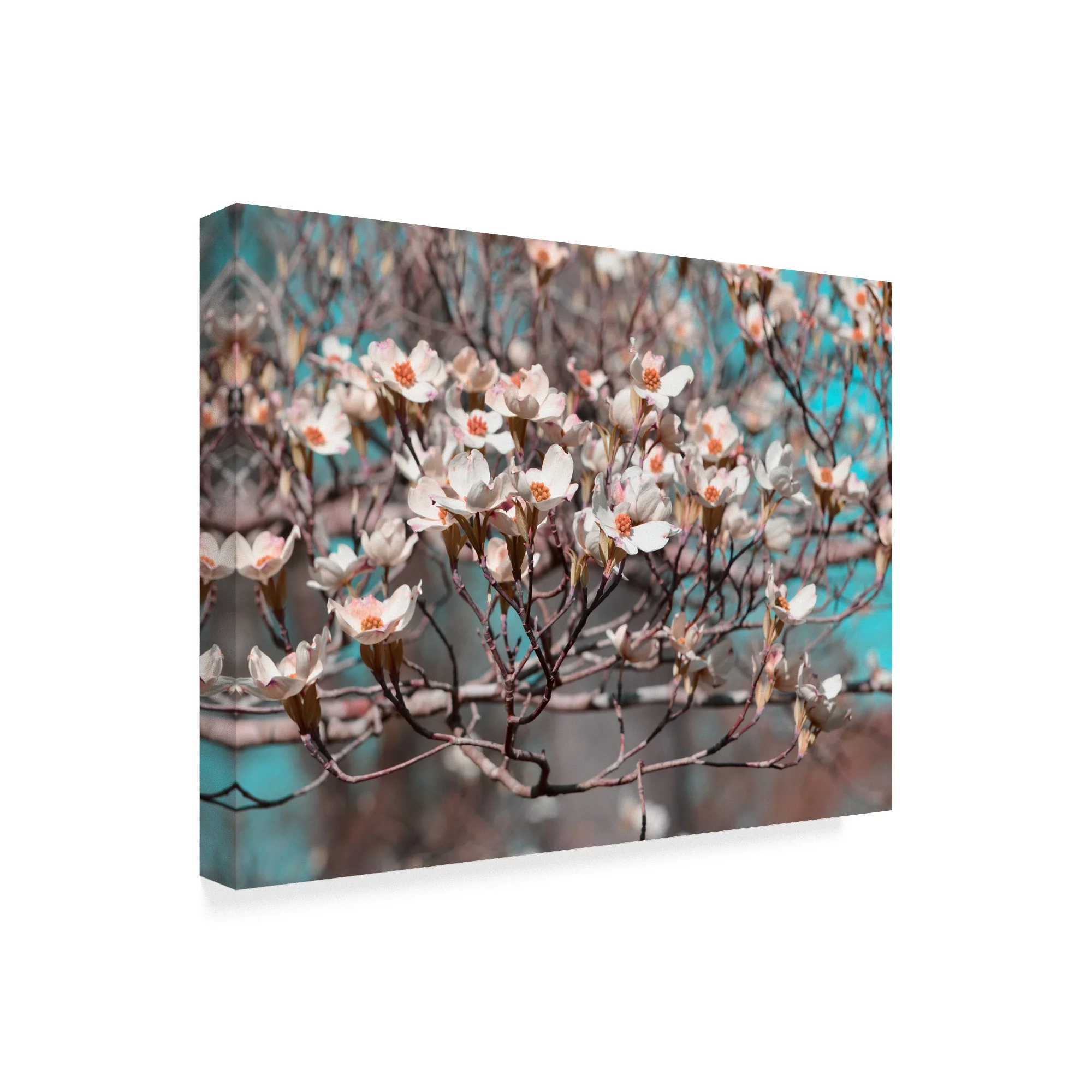 Dogwood Spring II' Canvas Art by Sharon Chandler