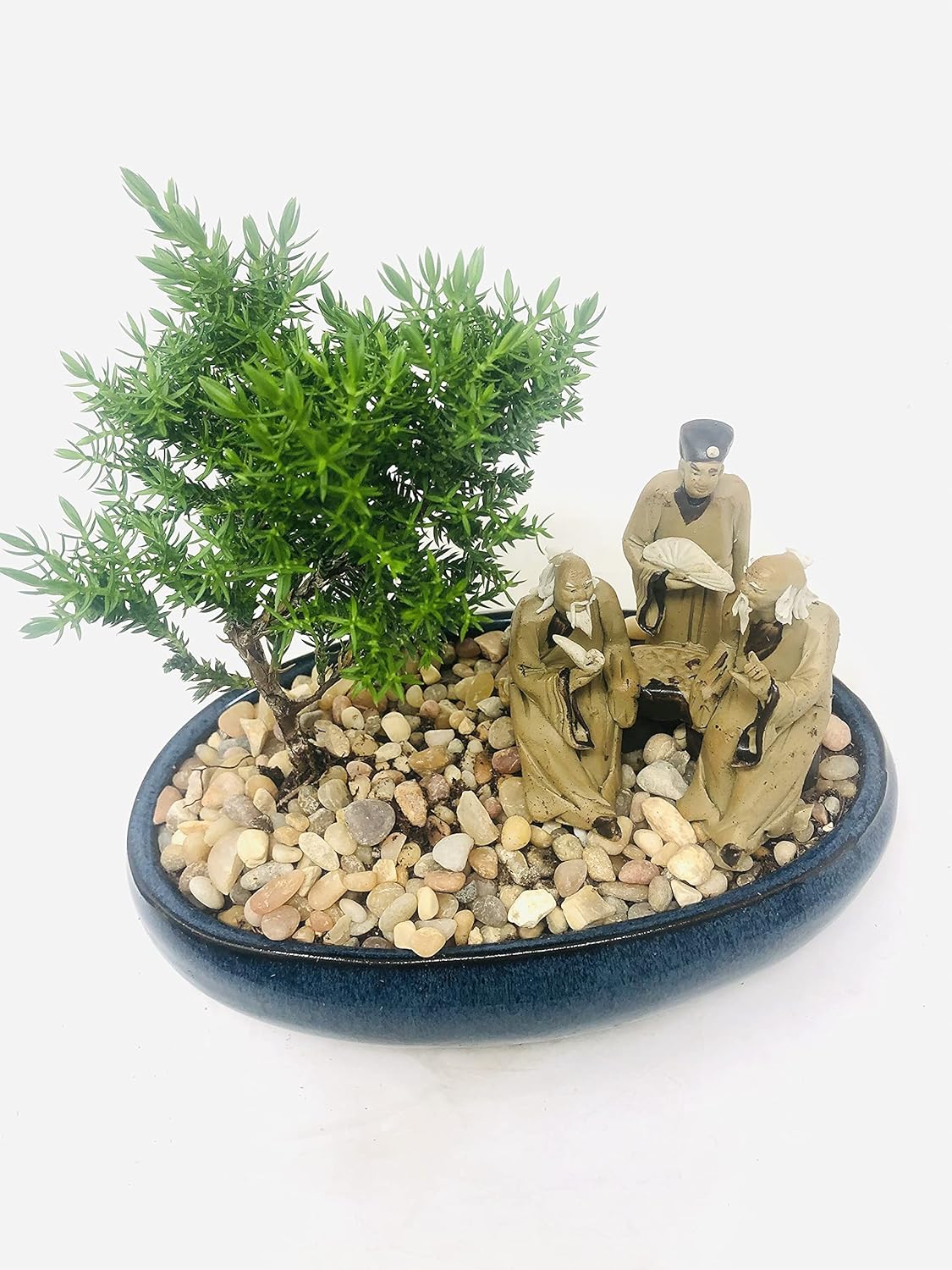 Full Sun/Partial Shade Juniper Bonsai Tree (8.5x5.5'' Ceramic Included)