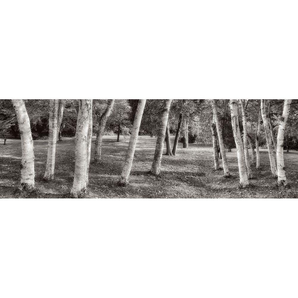 Blaustein, Alan 14x7 Black Modern Framed Museum Art Print Titled - Birch Trees No.1