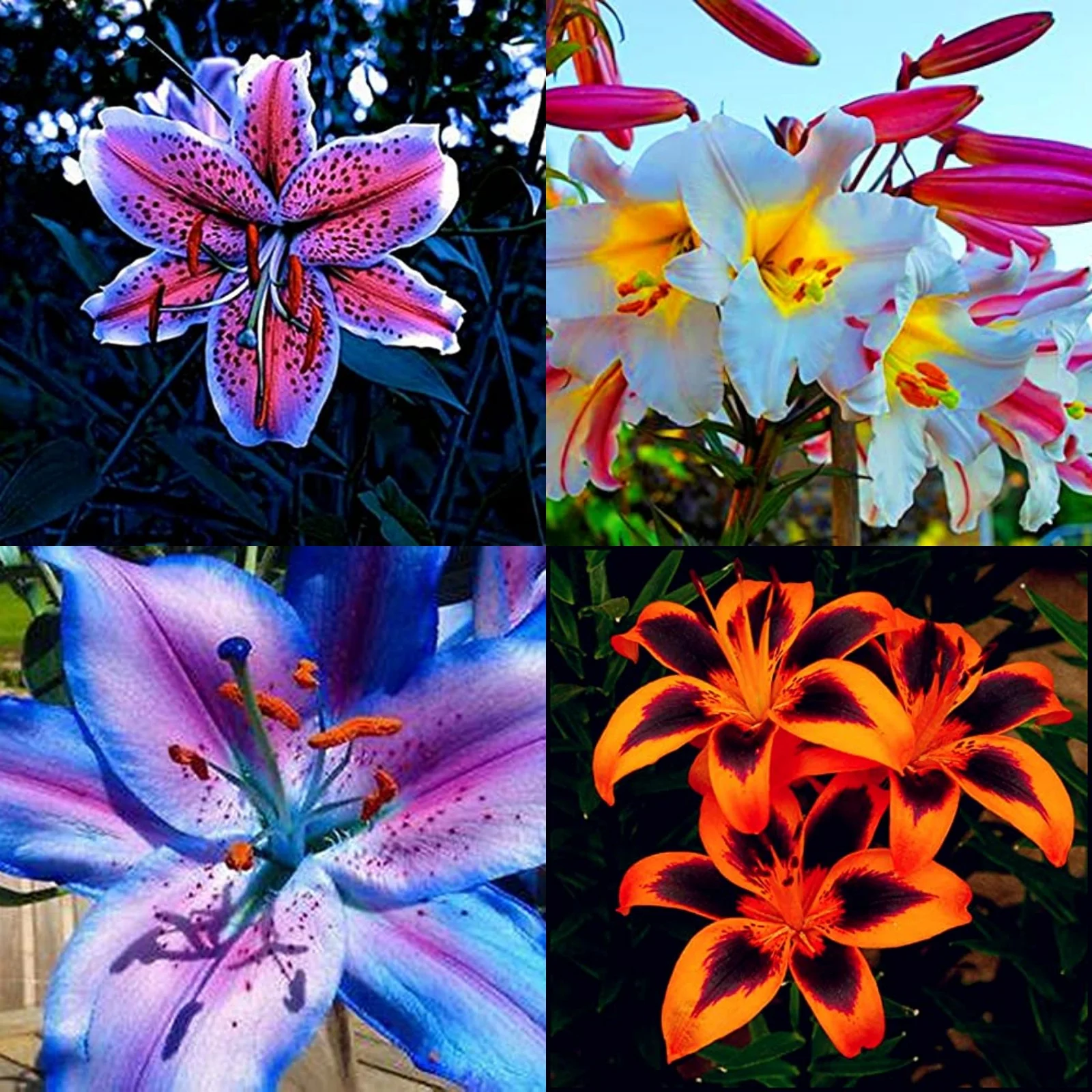 Tiger Lily Bulbs For Planting,Lily Bulbs For Planting Outdoors,Gardening Treasures,Lily Bulbs Perennial,Surprise Lily Bulbs,Iridescent,Stargazer Lily Bulbs.