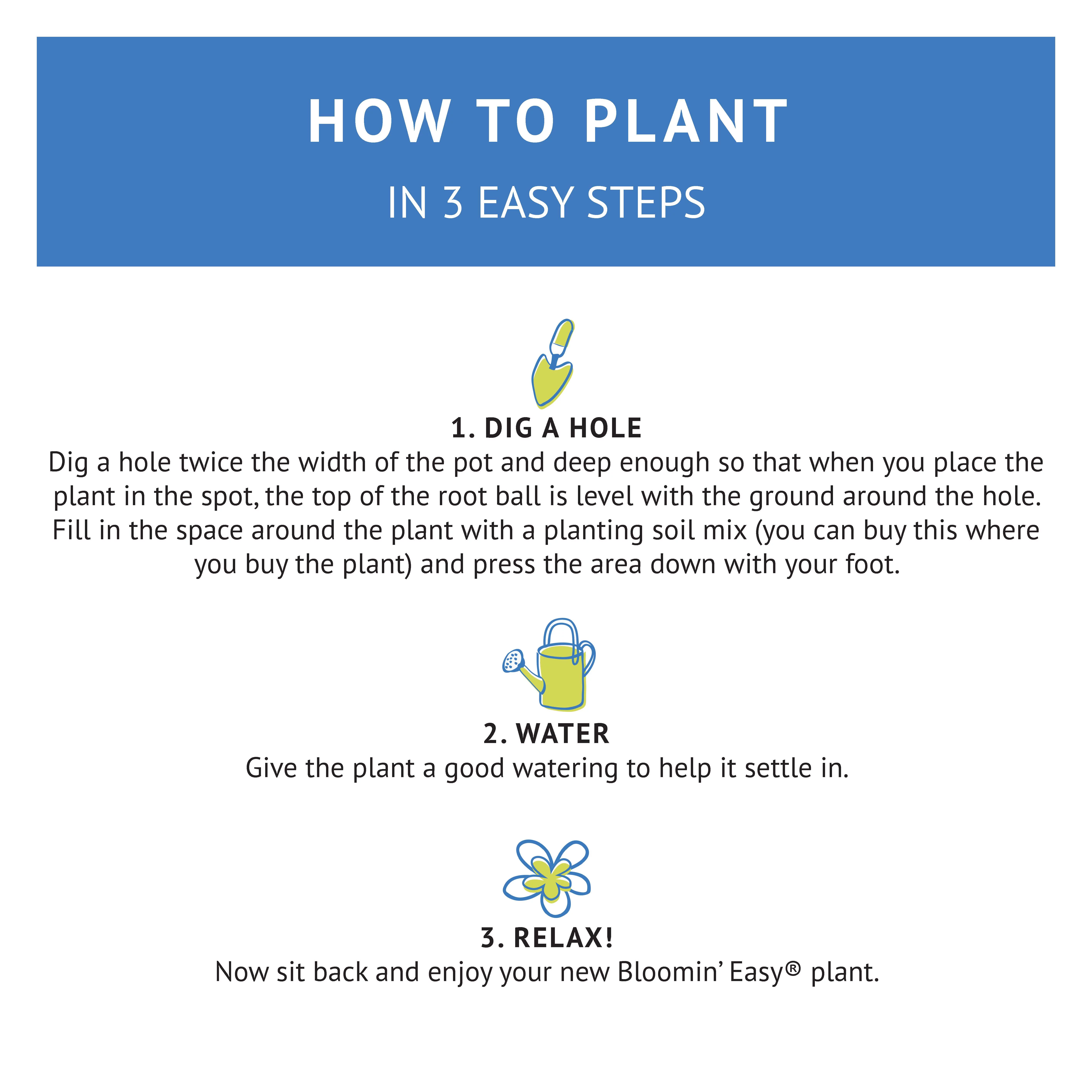 2 gal. Starfield Bigleaf Hydrangea (Macrophylla) Live Shrub, Pink Flowers