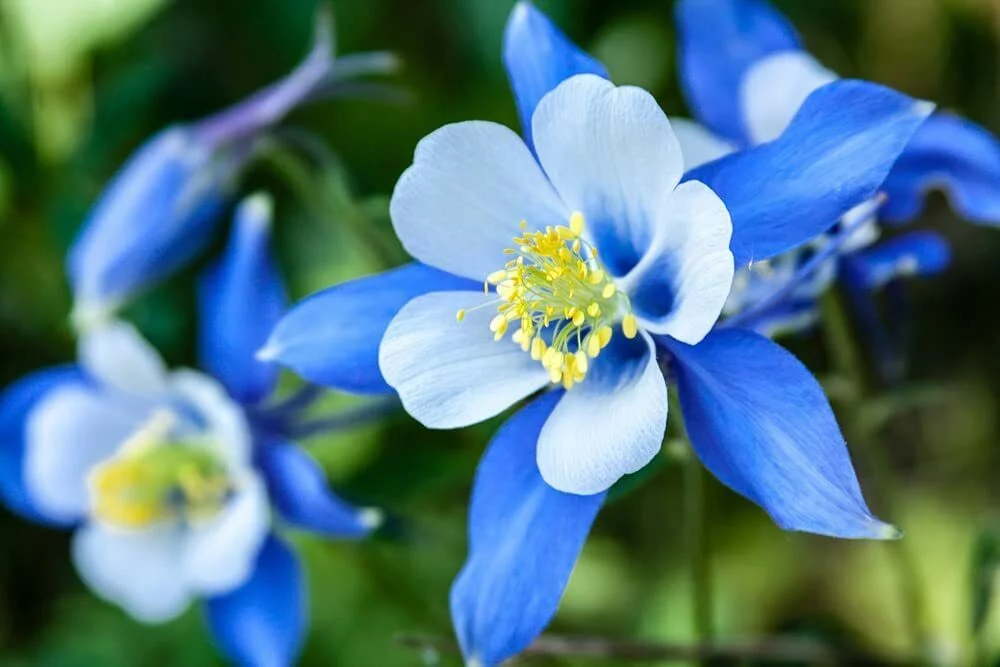 100 Blue Colorado Columbine Flower Seeds Non-GMO