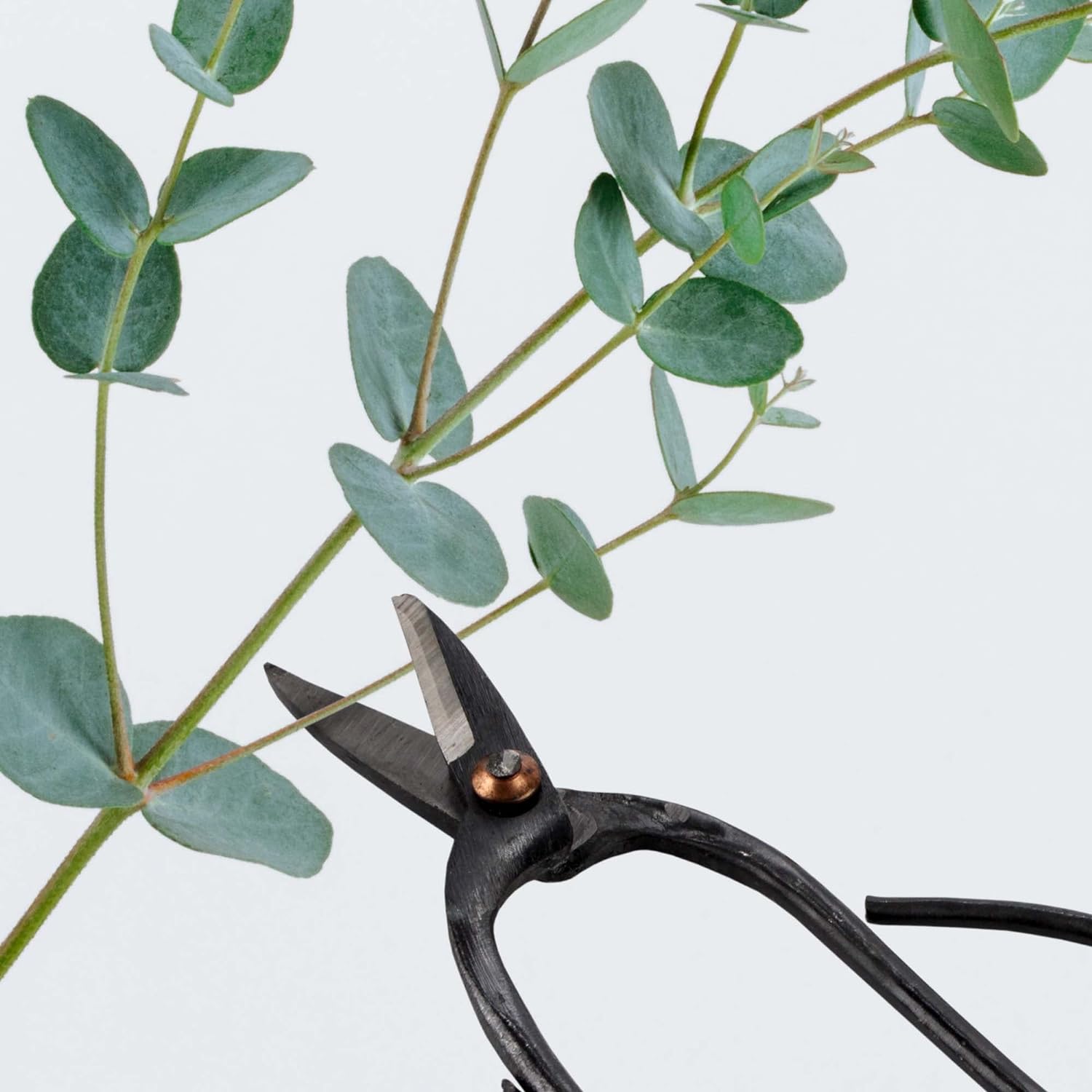 10 Piece Bonsai Advanced Care Set, Shears, Concave Cutter, Cutter, Wire Cutter, Bonsai Trimming, Beginner Friendly - 1 Set