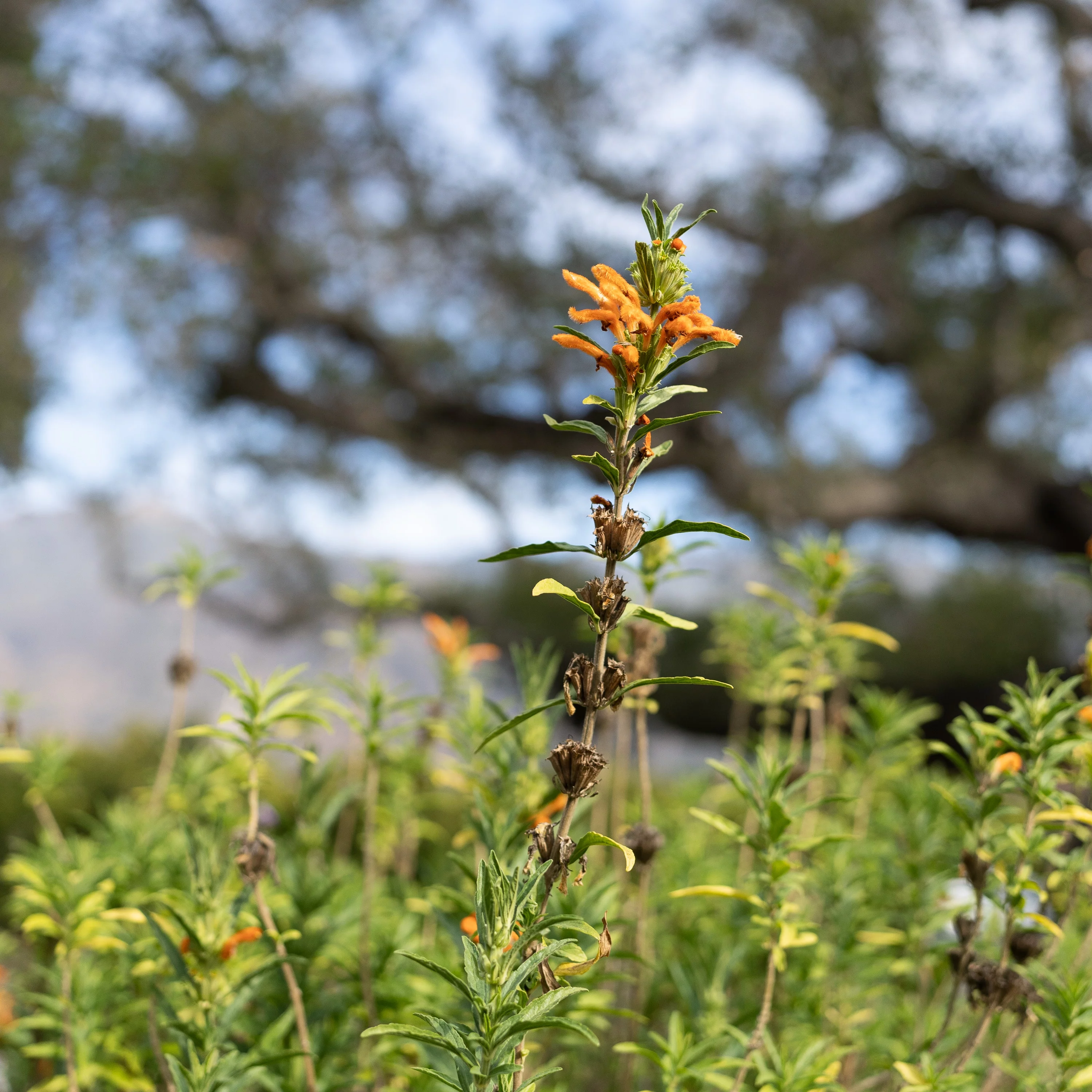 Plant Good Seed Wild Dagga Lion's Tail Seeds, Leonotis Leonurus Seeds, Pack of 25