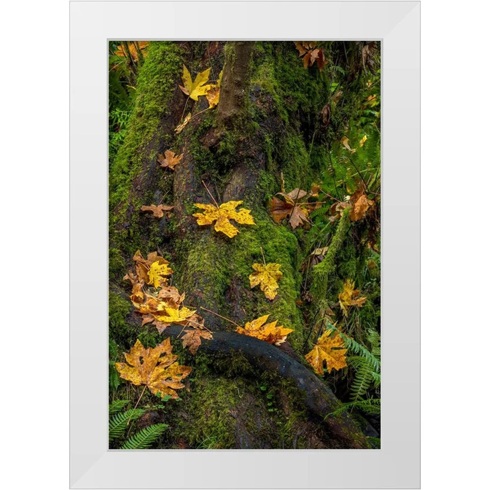 Haney, Chuck 11x14 White Modern Wood Framed Museum Art Print Titled - Bigtooth Maple leaves in autumn along Munson Creek near Tillamook-Oregon-USA
