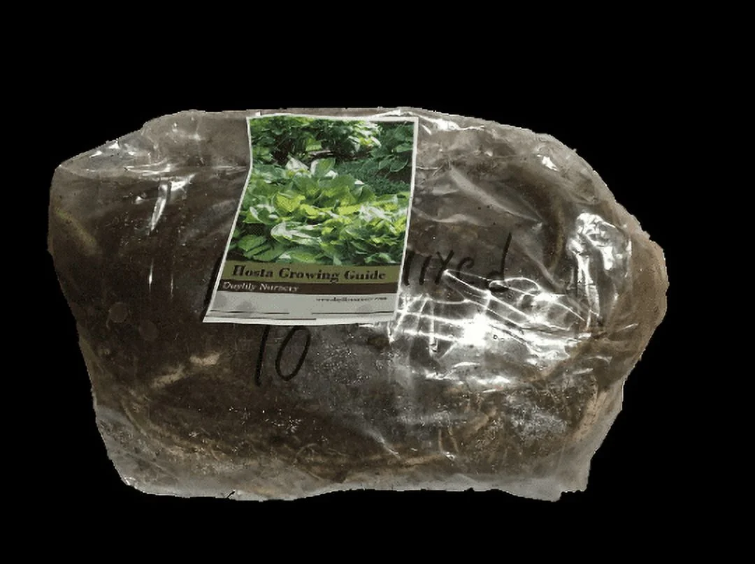 5 Patriot Hosta Bareroot Plants