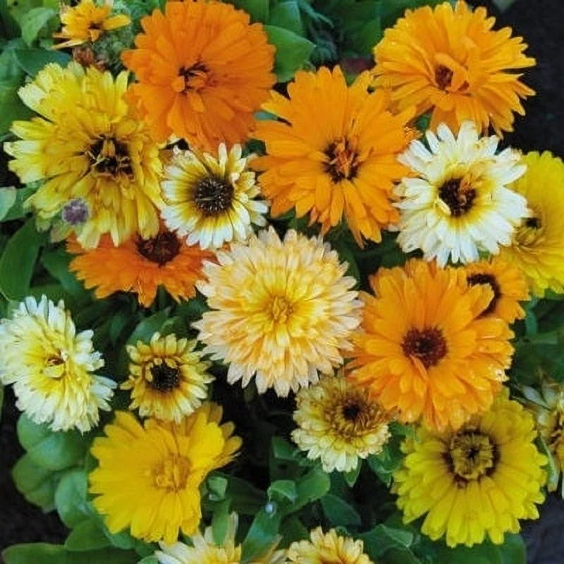 Calendula Seeds (Dwarf) - Fiesta Gitana - 1/4 Pound - Orange/Yellow/White Flower Seeds,  Heirloom Seed  Attracts Bees, Attracts Butterflies, Attracts Pollinators, Easy to Grow & Maintain, Edible