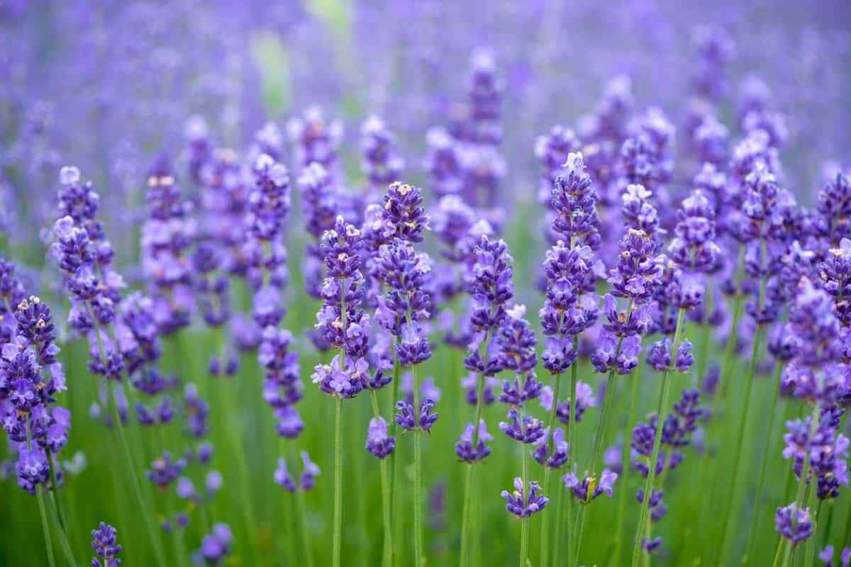 Lavender Seeds - Common English | 800+ Non-GMO Garden Seeds