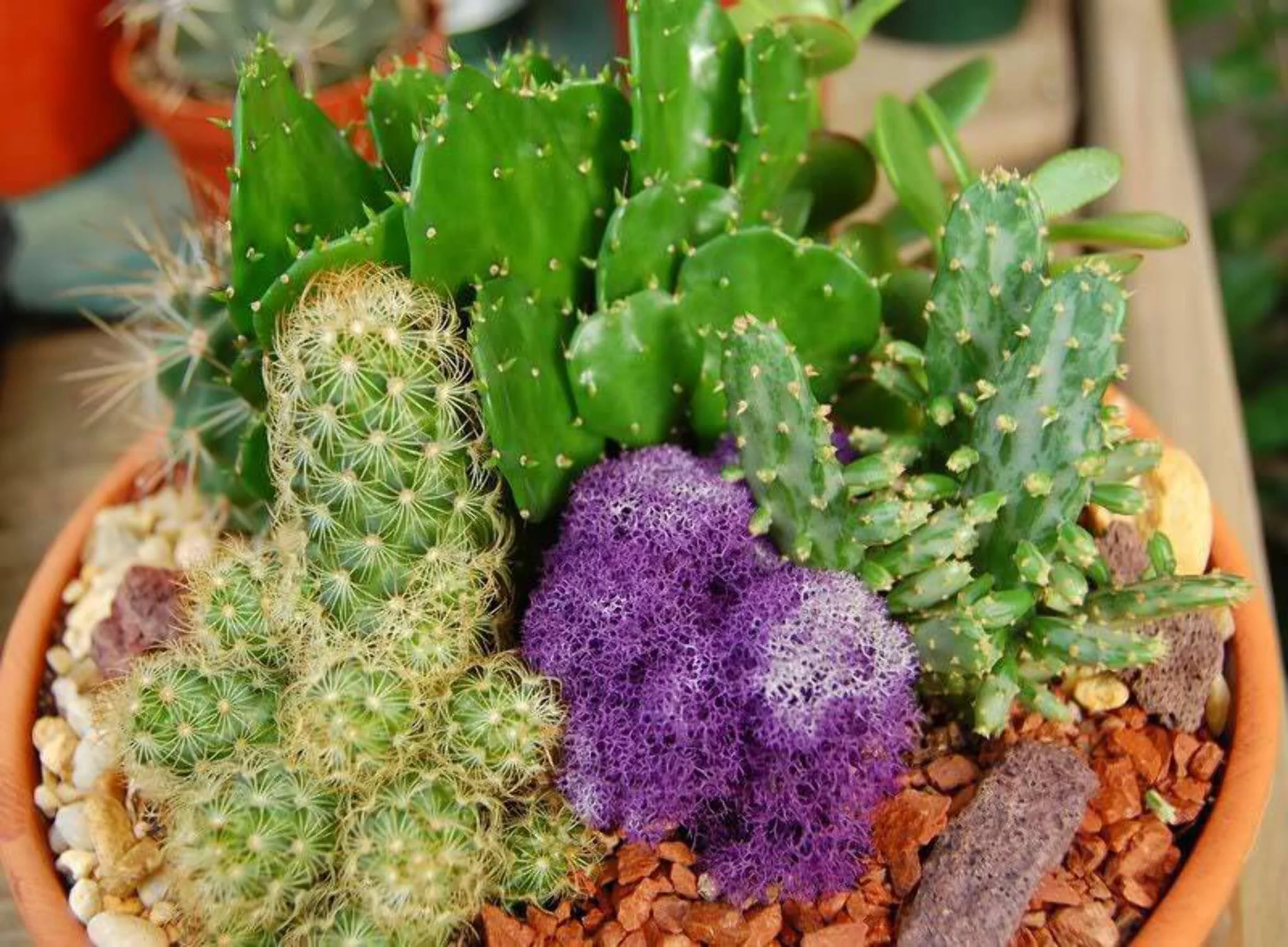 50 CACTUS MIX 'Finest Mixed' Succulent Flower Plant Seeds
