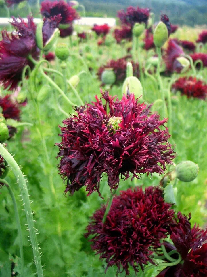 80+ POPPY BLACK SWAN PAPAVER Annual Deer and Rabbit Resistant