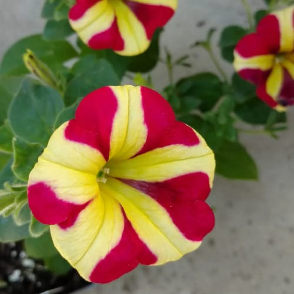 CHUXAY GARDEN Red Yellow Petunia Flower Seed 100 Seeds Lovely Yellow Flowers with Red Edge Beautiful Potted Plants Extremely Decorative