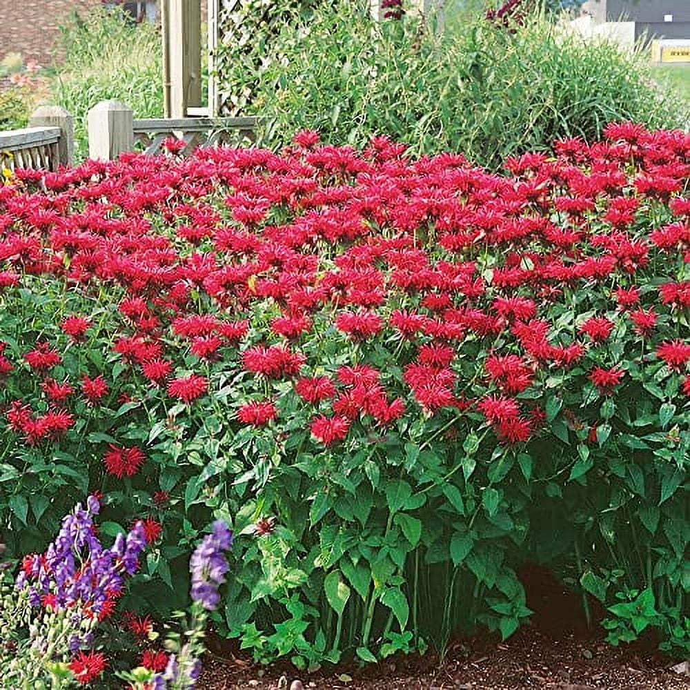 QAUZUY GARDEN 30 Scarlet Bergamot Seeds Bee Balm, Borsemint, Oswego Tea, Monarda Didyma Seeds - Heirloom Organic Herb Seeds - Grow Your Fragrant Herb