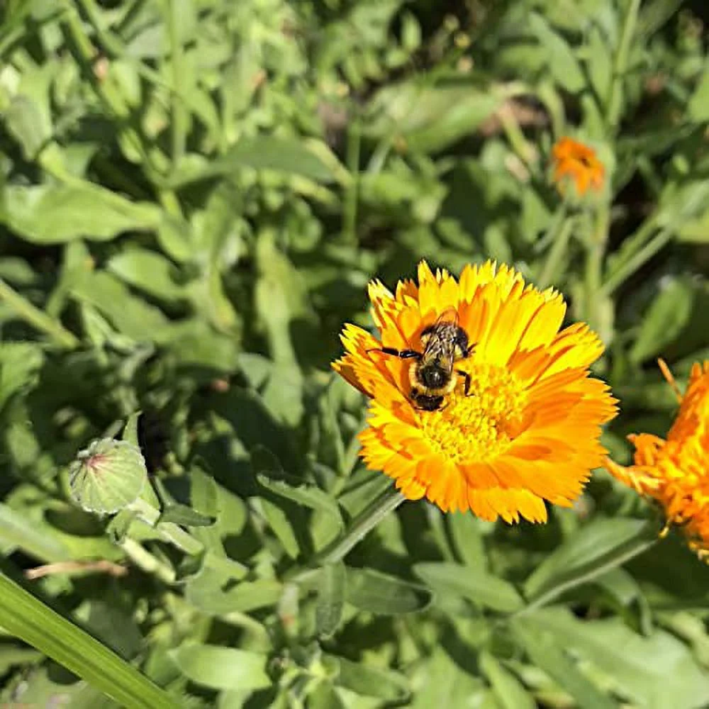 Organic Calendula Plant (Calendula officinalis) 2.5-inch Pot - Excellent for Salves - Used in Herbal Medicine by Smoke Camp Crafts