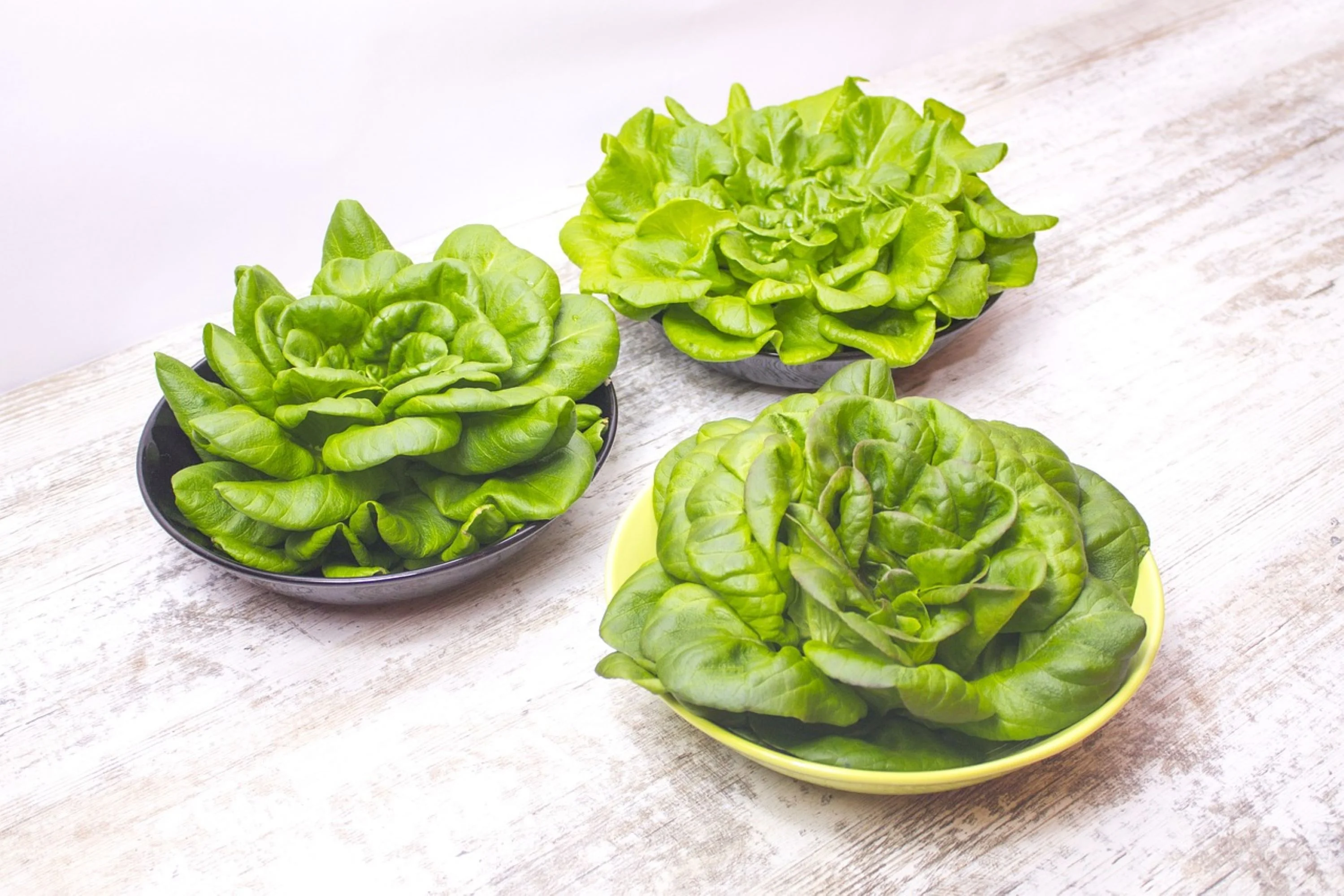 Ruby Red Leaf Lettuce Seeds/ Annual/ Full Sun/500 Seeds 1/2 Gram/ Zellajake Farm and Garden - B191