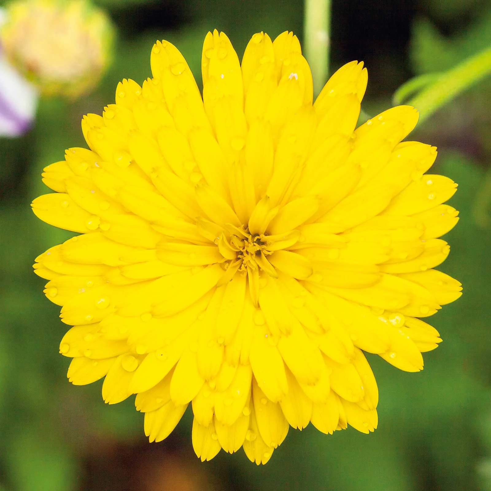 Calendula Seeds - Pacific Beauty Yellow - Packet - Yellow Flower Seeds,  Heirloom Seed  Attracts Bees, Attracts Butterflies, Attracts Pollinators, Easy to Grow & Maintain, Edible, Extended Bloom