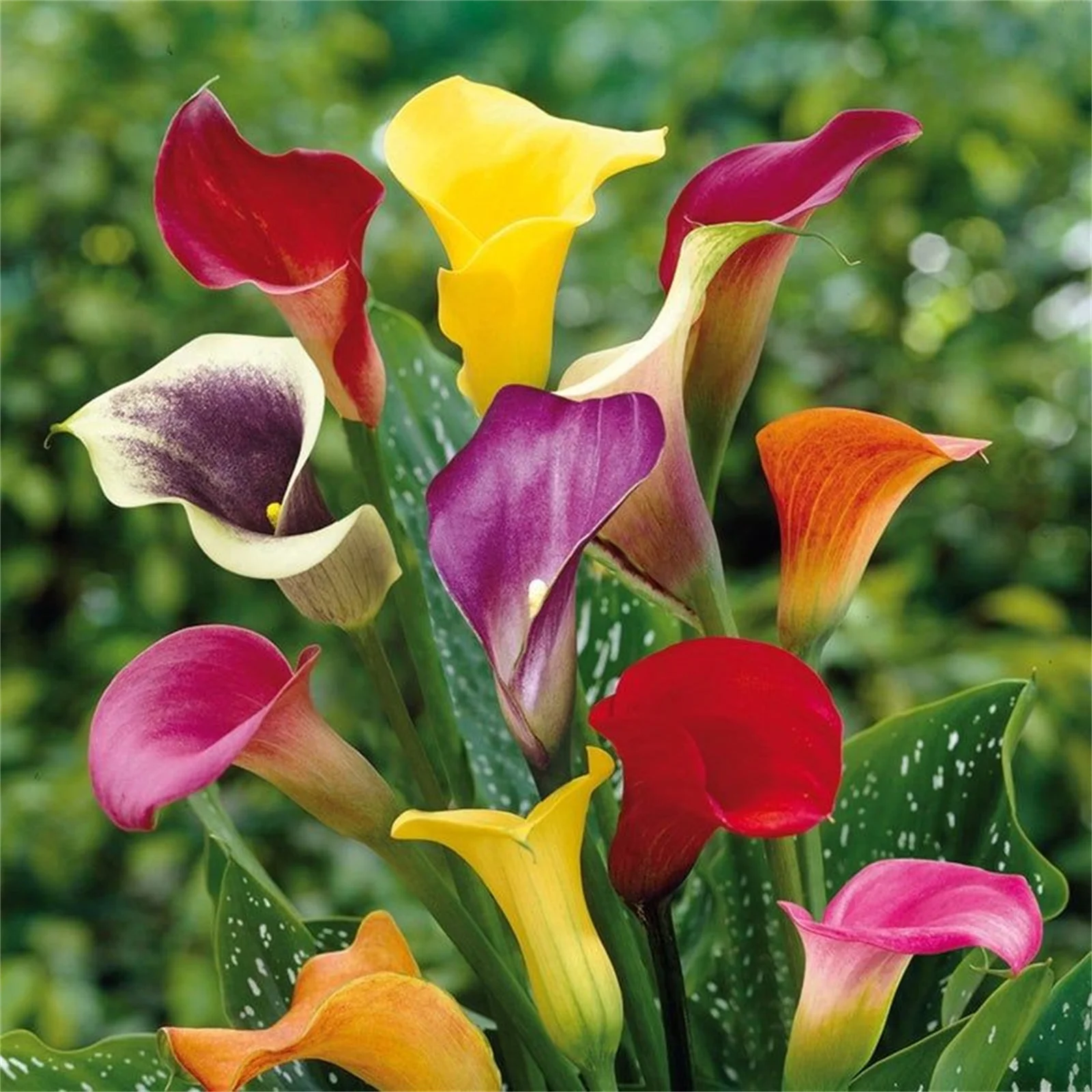 Calla Lily Bulbs, Calla Lily Bulbs Giant,Calla Lily Plant Perinial,Calla Lily Plants,Bulb Flowers,Calla Lily Bulbs Giant,Calla Lily Bulbs For Sale