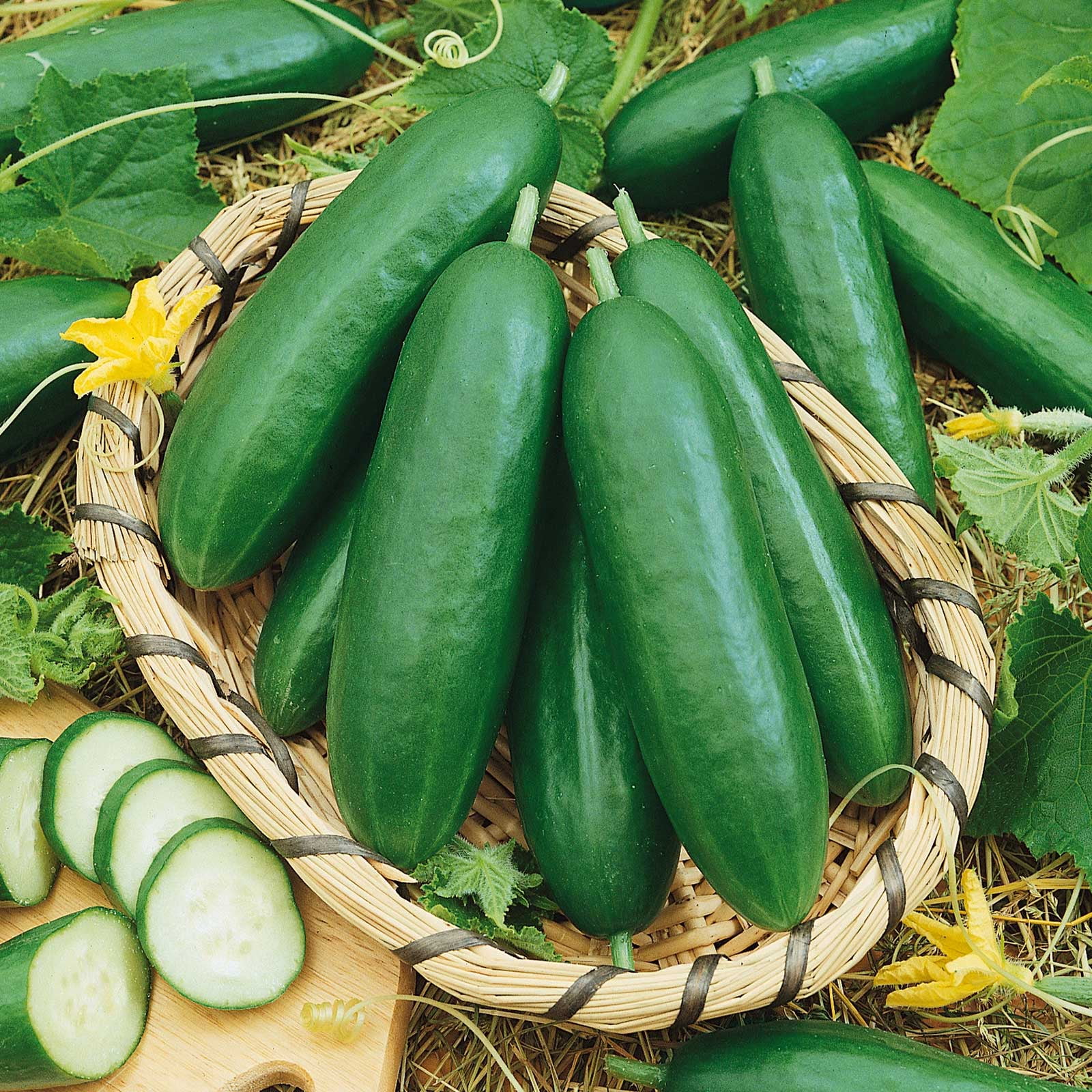Cucumber Seeds - Diva - Packet -  Vegetable Seeds,  Open Pollinated Seed  Easy to Grow & Maintain, Fast Growing, Container Garden