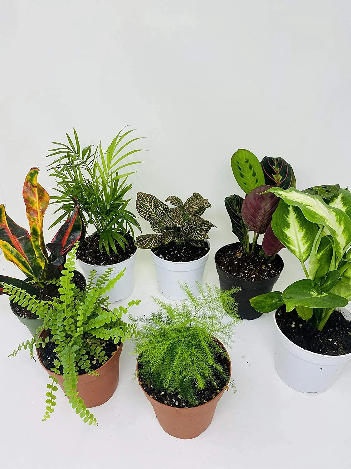 Terrarium & Fairy Garden Plants - 5 Plants in 4