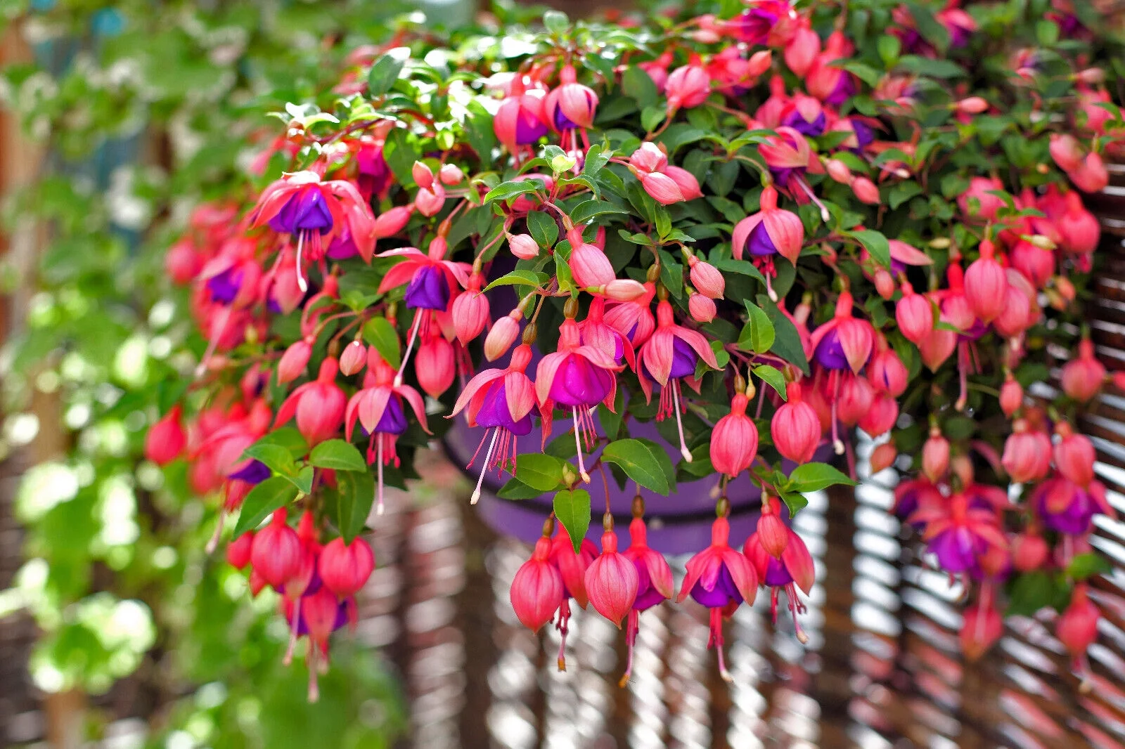 20 HARDY FUCHSIA Magellanica Pink Purple Hummingbird Flower Shrub Seeds