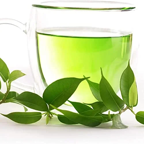 QAUZUY GARDEN 25 Green Tea Plant Seeds Camellia sinensis Heirloom Organic Tea Shrub Tree Seeds to Plant Home Tea Garden Great Gifts for Tea Lovers